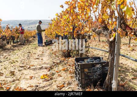 Frisch geerntete rote Trauben in einer Kiste in einem Weinberg während der Erntezeit in Toro, Zamora, Spanien. Stockfoto