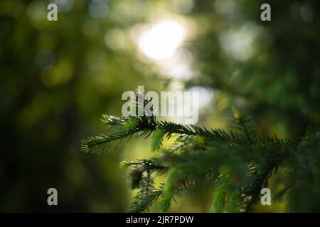 Frühlingshintergrund mit blauem Himmel durch Äste eines Baumes. Selektiver Fokus. Stockfoto
