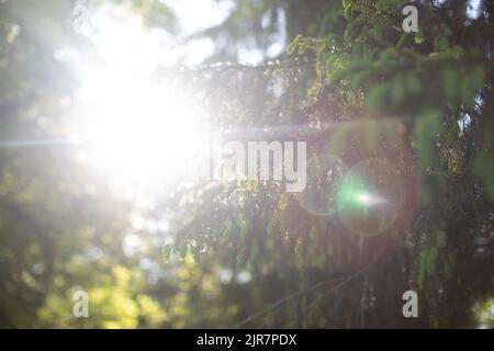 Frühlingshintergrund mit blauem Himmel durch Äste eines Baumes. Selektiver Fokus. Stockfoto