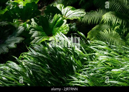 Pflanzen in einem schattigen Garten große Blätter Darmera peltata Fern und Hakonechloa Macra Hakone Gras, japanische Waldgras Stauden im Schatten Stockfoto