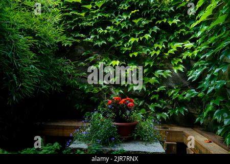 Ein Blumentopf auf einem Tisch auf einer kleinen Terrasse, grüne Blätter einer schleichenden Pflanze Boston Efeu Kletterwand Parthenocissus Bamboo Hinterhof Terrassenpflanzen Stockfoto