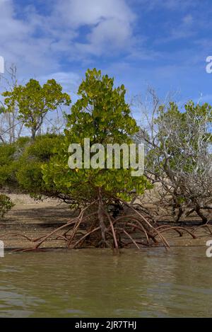 Mangrovenbäume mit exponierten Wurzeln am Rande eines ruhigen Flusses unter blauem Himmel mit Wolken. Graham Creek Curtis Island Queensland Australien Stockfoto