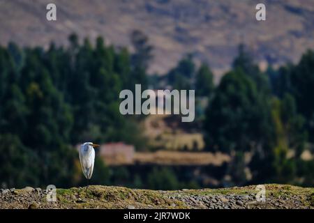 Great Egret (Ardea alba), schönes Porträt dieses Vogels in der Ferne mit einem Hintergrund von Bäumen in der Mitte einer ländlichen Gegend thront. Stockfoto