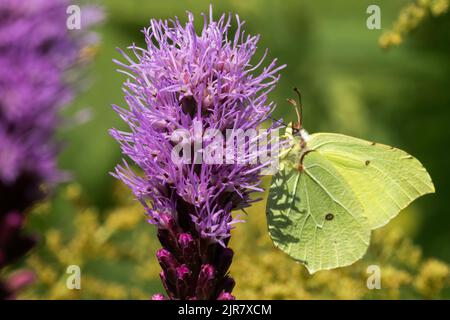 Brimstone Butterfly Gonepteryx rhamni, Brimstone Butterfly on Flower Side View, dicht leuchtende Sterne blühen Stockfoto