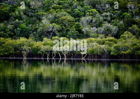 Mangroven Graham Creek Curtis Island Queensland Australien Stockfoto