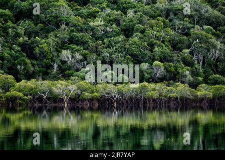 Dicht grünes Laub reflektiert auf dem ruhigen Wasser eines ruhigen Sees inmitten eines Waldes Curtis Island Queensland Australien Stockfoto