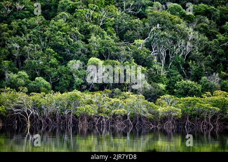 Fischadler wartet in den Bäumen über Mangroven entlang der Ufer von Graham Creek Curtis Island Queensland Australia Stockfoto