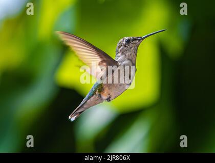 Kolibris. In einem bewachsenen Garten in Barrie Ontario fliegen die kleinsten Vögel zu den bunten Blumen, um sich vom süßen Blütennektar zu ernähren. Stockfoto