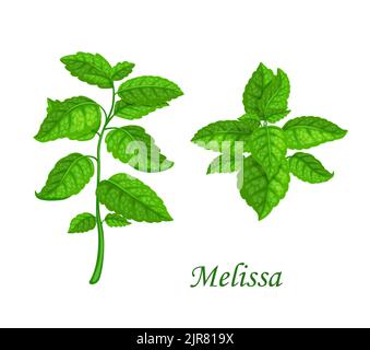 Melissa Blätter und Zweig, Cartoon-Vektor Minze Stamm. Pfefferminze oder Spearminze aromatische Würze von Tee und Kochkräutern. Isolierte Gartenpflanze, Gewürz, Würze Stock Vektor