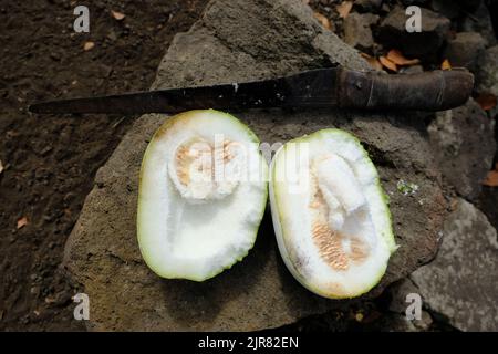 Indonesia Alor Island - Wintermelone - Wachskürbis - Benincasa hispida Stockfoto