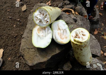 Indonesia Alor Island - Wintermelone - Wachskürbis - Benincasa hispida Stockfoto