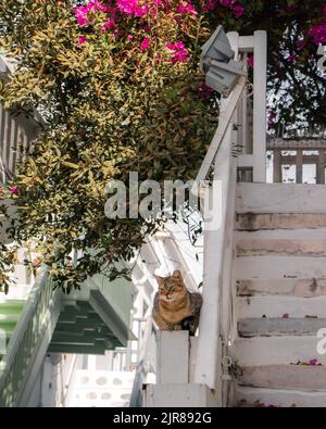 Eine Katze, die auf einer Treppe in der Stadt Mykonos in Griechenland sitzt Stockfoto