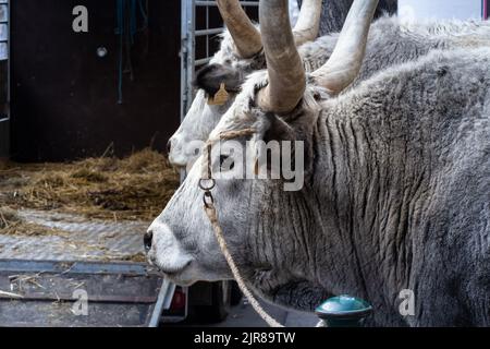 Bild einer ungarischen grauen Kuh in Budapest, Ungarn. Der Ungarische Graue (oder Magyar szürke), auch bekannt als die Ungarische Graue Steppe, ist ein Ungar Stockfoto