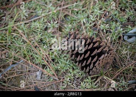 Nahaufnahme von Tannenzapfen. Botanischer Hintergrund Stockfoto