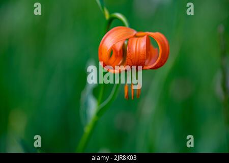 Lilium carniolicum Blume auf der Wiese, Makro Stockfoto