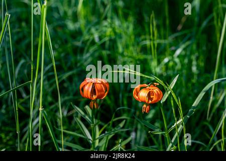 Lilium carniolicum Blume auf der Wiese, Makro Stockfoto