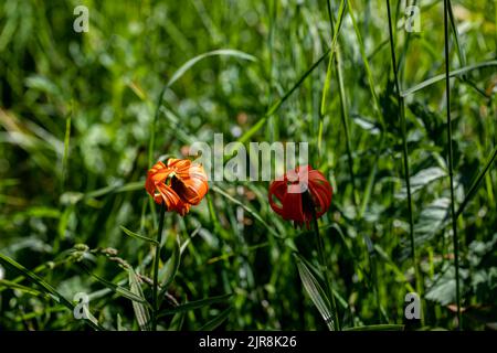 Lilium carniolicum Blume auf der Wiese, Makro Stockfoto