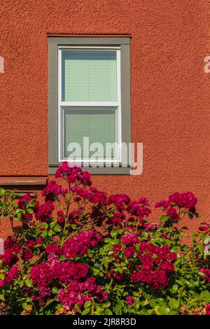 Haus mit Rosensträuchern, Sommerblumen. Schöne rote Rosen an der Fassade am Fenster des Hauses in der Straßenlandschaft. Stockfoto