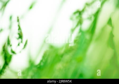 Leuchtender, unscharfer, farbenfroher Naturhintergrund mit Sonnenschein. Verschwommene Bewegung frühlingsgrüner Hintergrund. Verschwommener Hintergrund im Frühling oder Sommer. Stockfoto