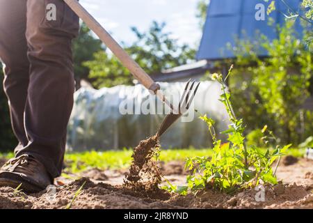 Unkrautgewächse mit landwirtschaftlichen Pflanzen, die im Garten wachsen. Unkrautbekämpfung im Garten. Nahaufnahme von Kulturflächen. Landwirtschaftliche Arbeiten auf der Plantage Stockfoto