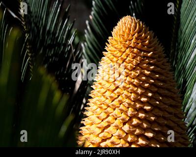 Gelbe Pflanze inmitten üppiger Küstenvegetation Stockfoto
