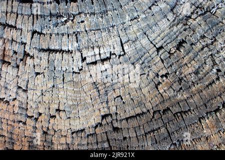 Alte Holz Textur Hintergrund. Stumpf mit Baumringen Muster. Natürliches strukturiertes Holzmaterial Stockfoto