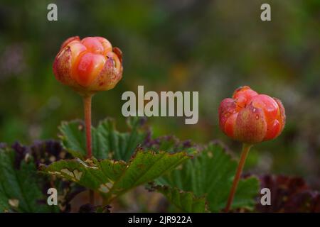 Zwei rote Wolkenbeeren (Rubus chamaemorus), Nordnorwegen Stockfoto