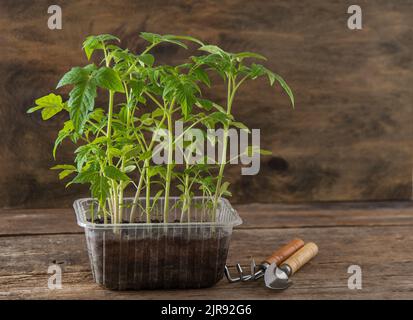 Keimling von Tomaten. Gartenarbeit im Frühling. Tomatenbusch. Gemüse zu Hause anbauen. Vermehrung und Pflanzung eines Gemüsegartens. In eine Schachtel Pflanzen. Holzhintergrund. Stockfoto