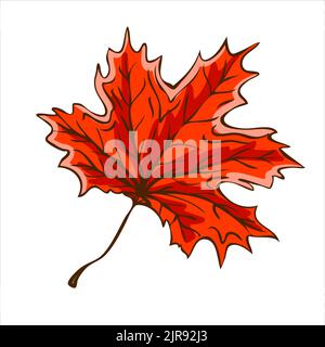 Rotes Ahornblatt im Herbst. Erntekonzept. Vektorgrafik Stock Vektor