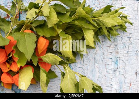 Alte blaue Holztür mit orangefarbenen Herbstblumen. Strauß Physalis auf schäbigen Holzhintergrund. Speicherplatz kopieren Stockfoto