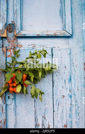 Alte blaue Holztür mit orangefarbenen Herbstblumen. Strauß Physalis auf schäbigen Holzhintergrund. Speicherplatz kopieren Stockfoto