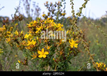 Johanniskraut blüht gelb auf dem Feld. Hypericum Heilpflanze auf Wiese Stockfoto