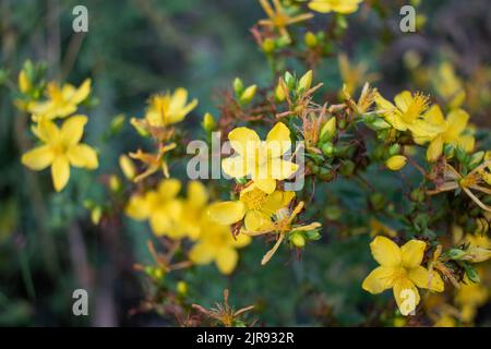 Johanniskraut blüht gelb auf dem Feld. Hypericum Heilpflanze auf Wiese Stockfoto