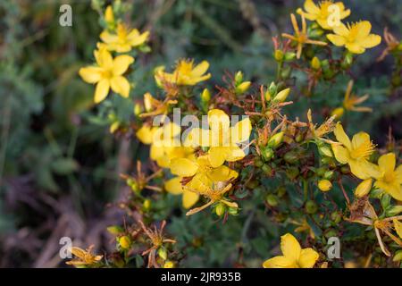 Johanniskraut blüht gelb auf dem Feld. Hypericum Heilpflanze auf Wiese Stockfoto