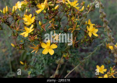 Johanniskraut blüht gelb auf dem Feld. Hypericum Heilpflanze auf Wiese Stockfoto