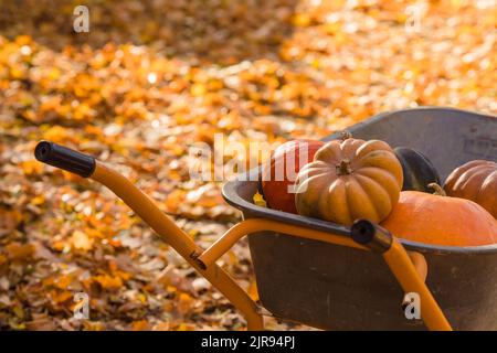 Orangefarbene Kürbisse in der Schubkarre stehen auf den herbstlichen Ahornblättern. Stockfoto