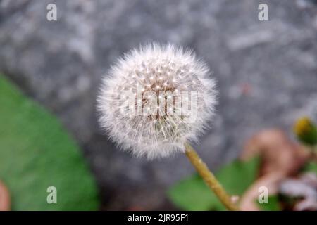 Ein Dandelion blüht auf der Straße Stockfoto