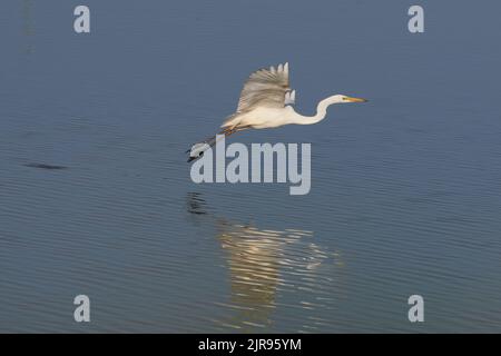 Silberreiher, Reiher, Reiher, Reiher, Ardea alba, Elbe bei Bleckede, Deutschland, Deutschland Stockfoto