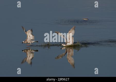 Silbermöwe, europäische Heringsmöwe, Larus argentatus Stockfoto