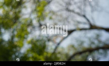 Defokussierte abstrakte Hintergrund der Natur von unten Stockfoto