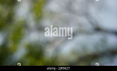 Defokussierte abstrakte Hintergrund der Natur von unten Stockfoto