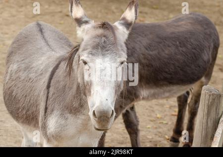 Der Esel ist ein weltweit verbreitetes Haustier. Sein Vorfahre ist der afrikanische Esel. Stockfoto