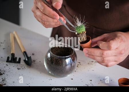 Die Hände des Mannes mit einer Pinzette zum Umtopfen eines Mini-Kaktus UN Pico. Stockfoto