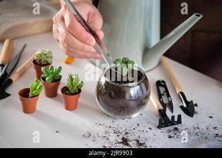 Die Hände des Mannes mit einer Pinzette zum Umtopfen eines Lophophora, rückenlos, knopfartigen Kakteen. Stockfoto