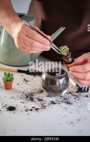 Hände des Mannes mit einer Pinzette zum Umtopfen einer Mini-Sukulente. Stockfoto