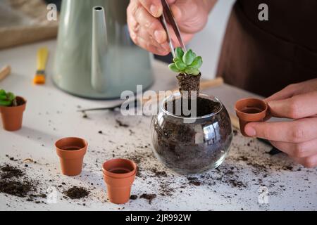 Die Hände des Mannes mit einer Pinzette zum Umtopfen einer kleinen Sukulente des kleinen Juwels. Stockfoto