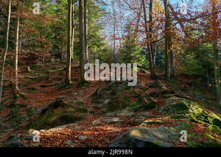 Herbstliche Waldlichtung mit Steinen und Felsbrocken in hellen, sonnigen Farben Stockfoto