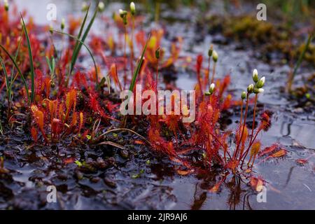 Englischer Sonnentau (Drosera anglica) in feuchtem Lebensraum in Nordnorwegen Stockfoto