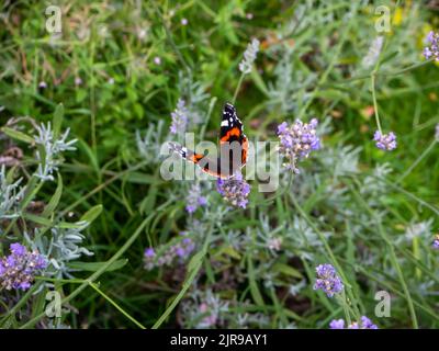 Der rote Admiral-Schmetterling wärmt seine Flügel auf einem Lavendelbusch in einem englischen Landgarten Stockfoto