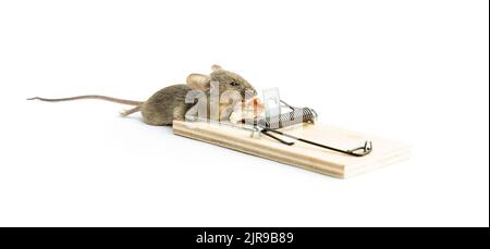 Tote Hausmaus in einer Mausefalle isoliert auf weißem Hintergrund. Stockfoto